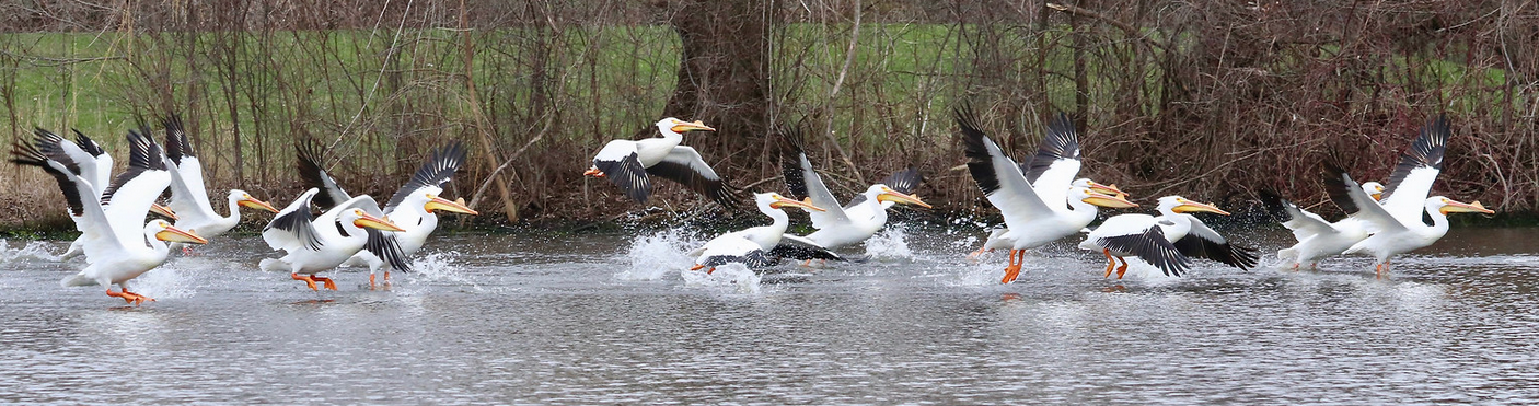 American White Pelicans Barrington IL by Barb Laughlin_Karon