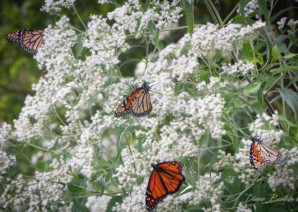 Monarchs on Boneset. Photo by Diane Bodkin