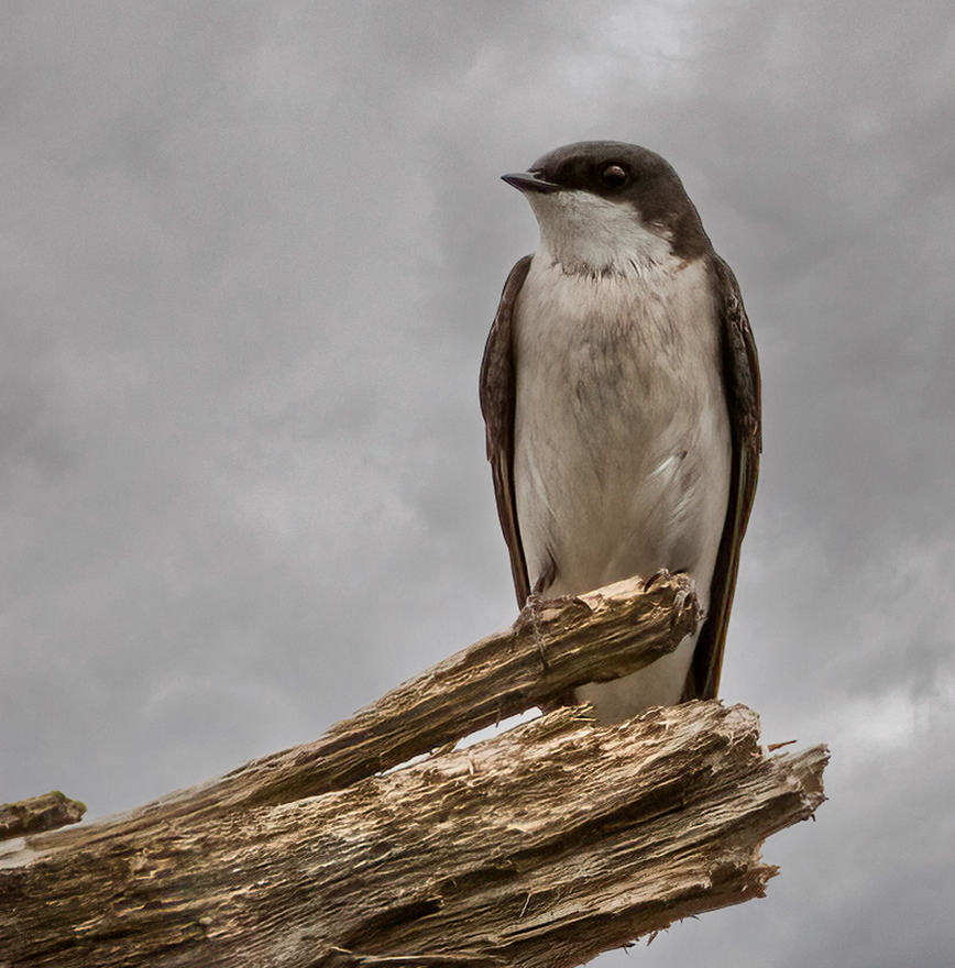 Tree Swallow by Jim Bodkin